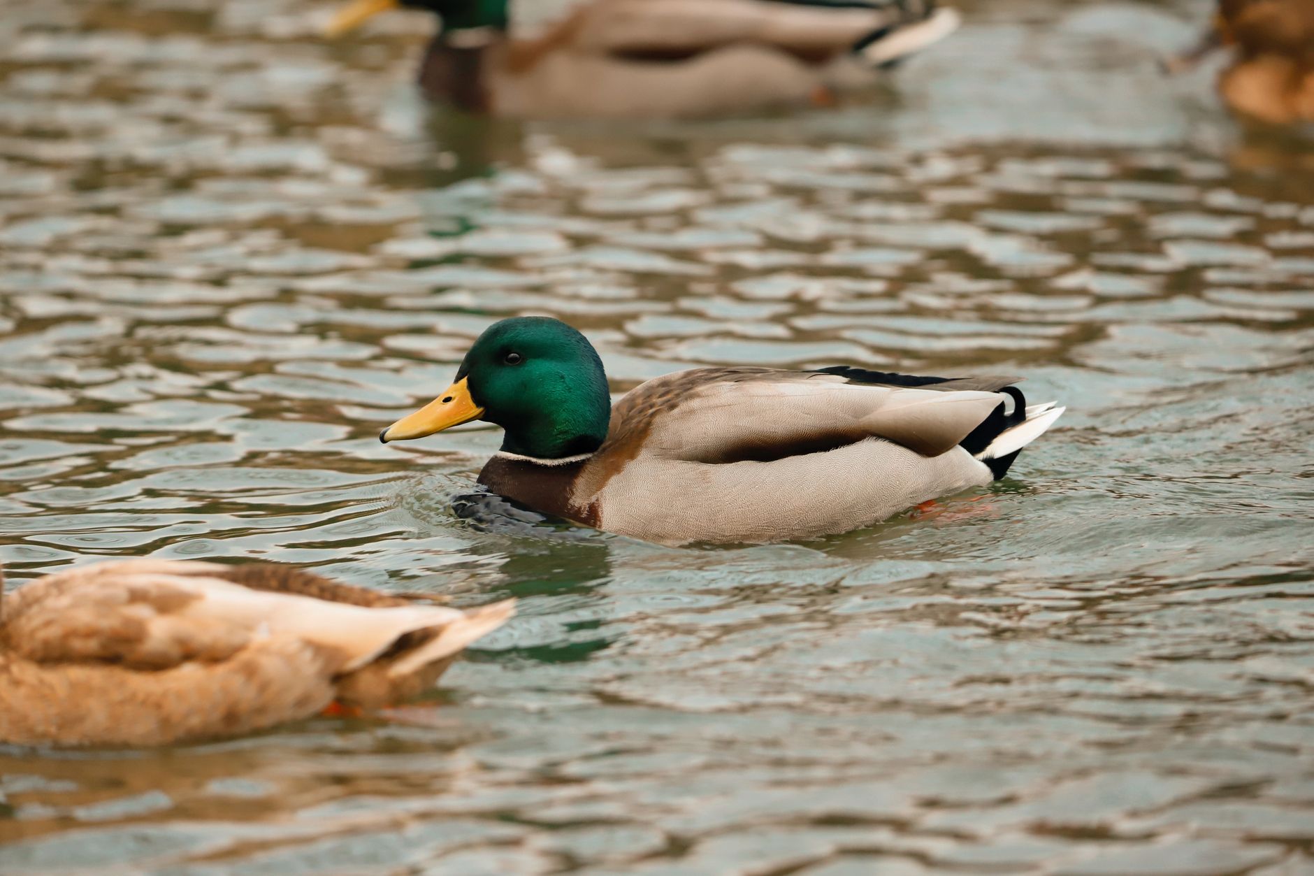 Colvert sur l’eau