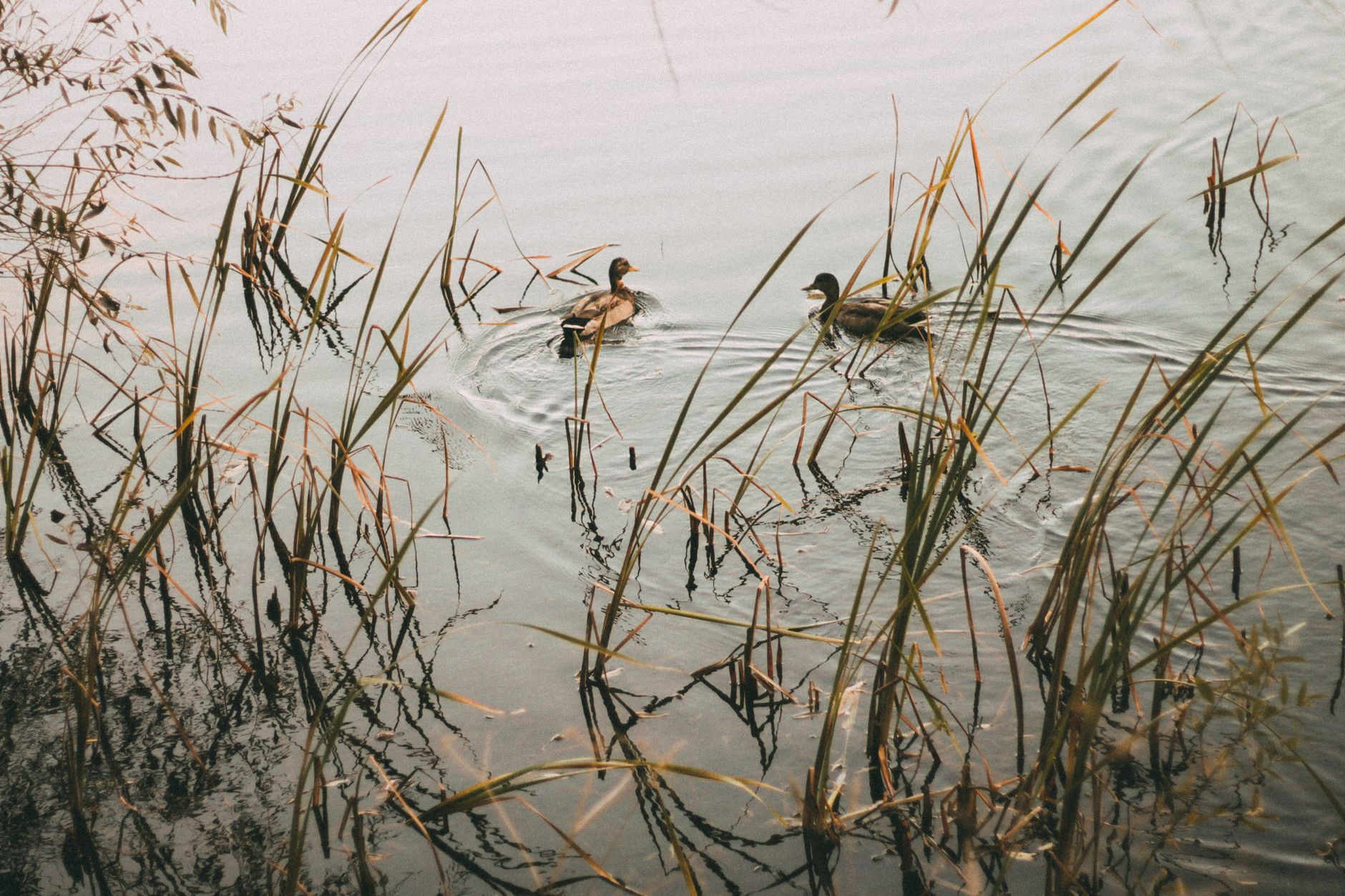 Canards dans la roselière