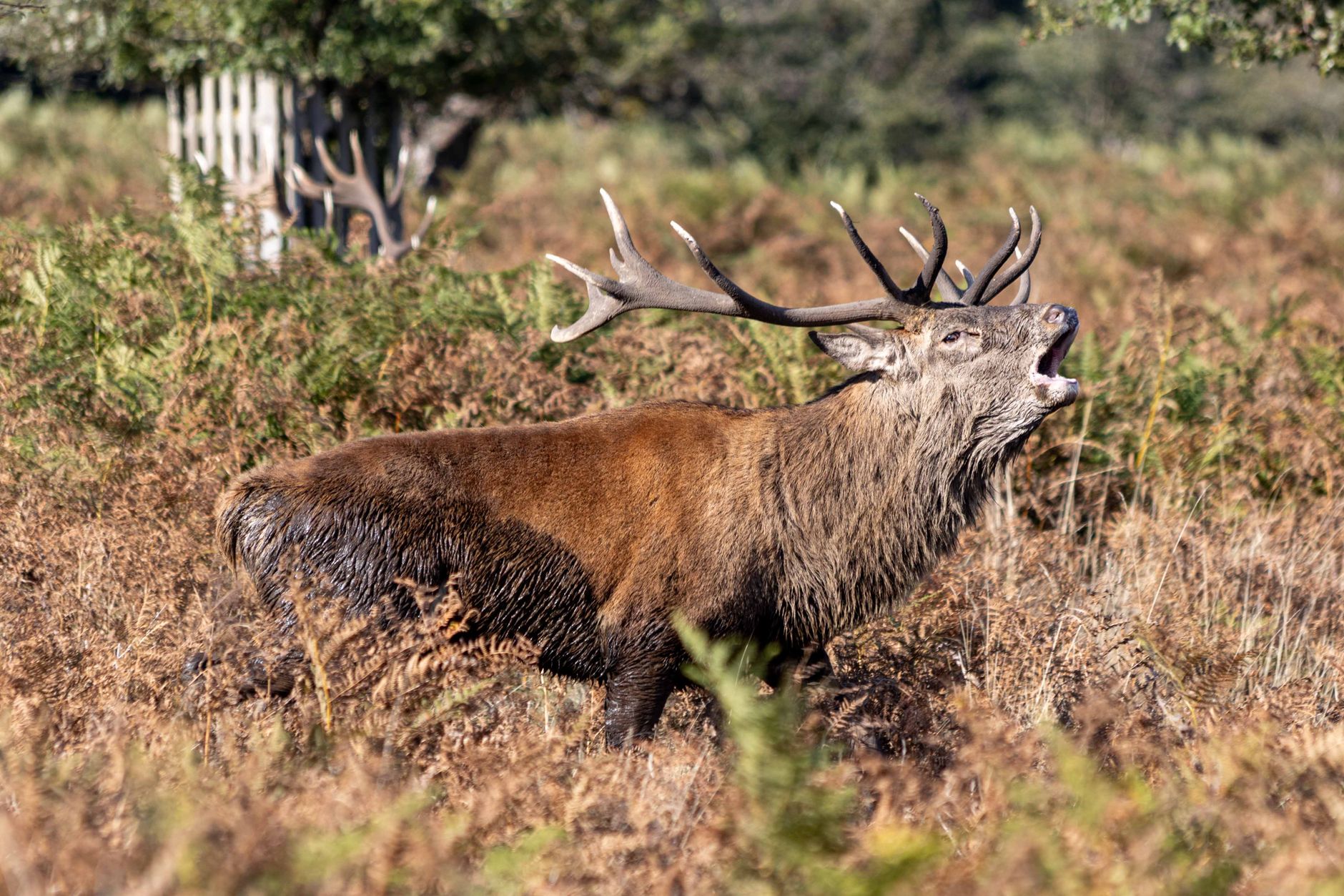 Cerf au raire