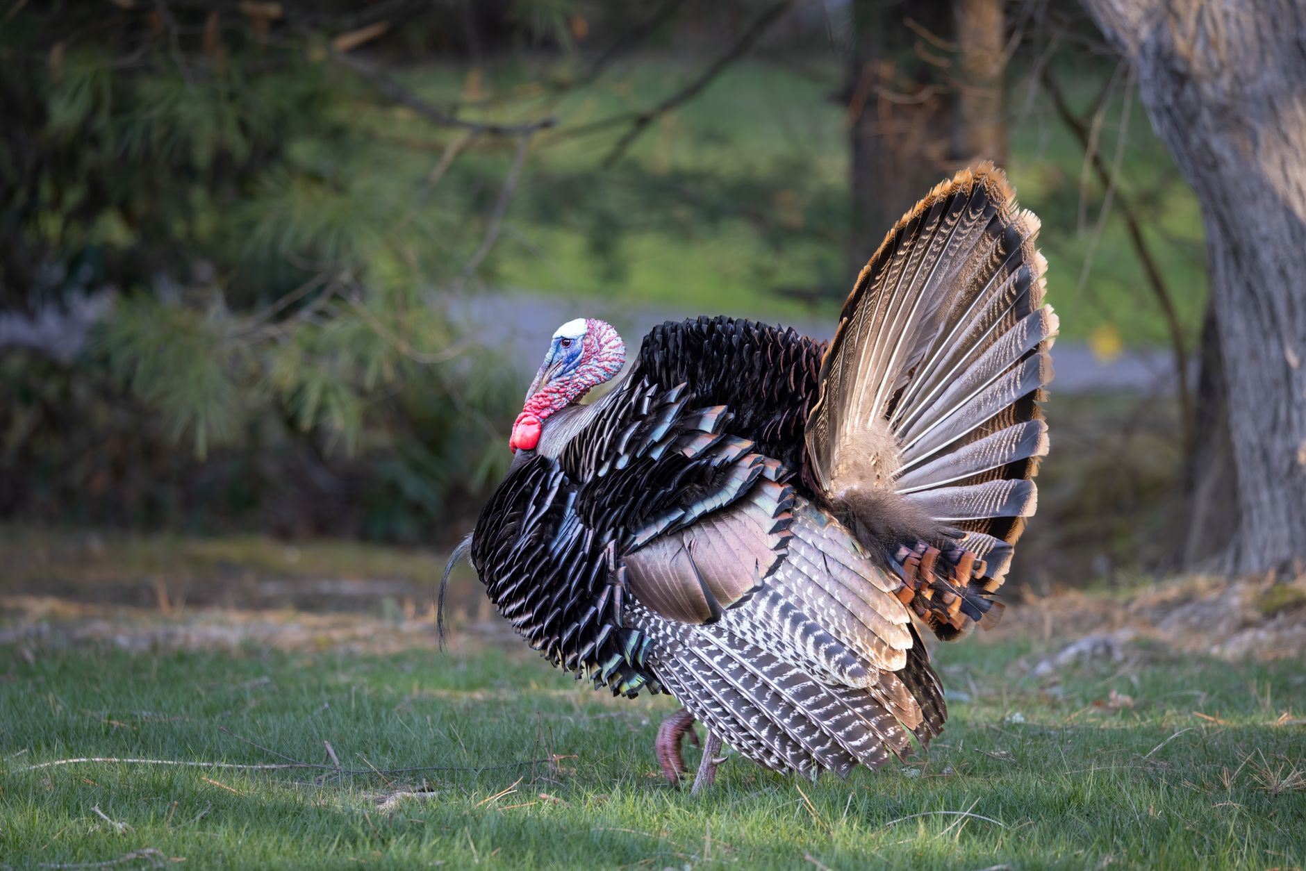 Dinde sauvage en parade