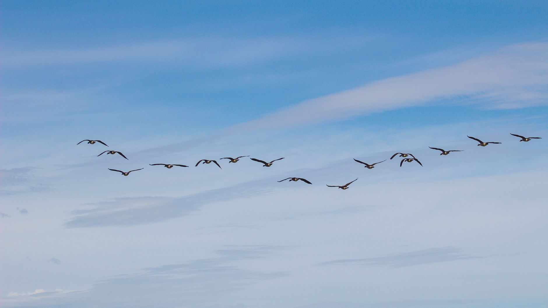 Vol d’oies migratrices
