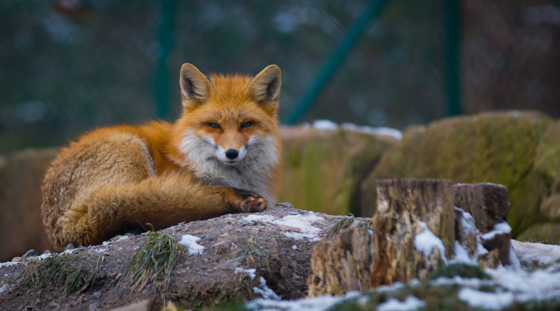 Renard roux au repos