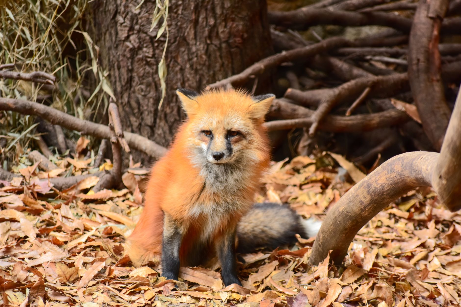 Renard en forêt d’automne