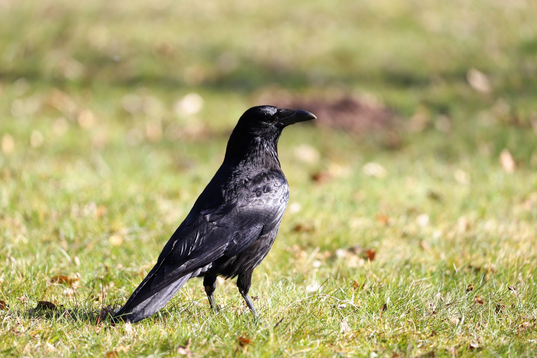 Grand corbeau